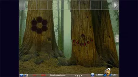 Amazing Redwood Forest Escape